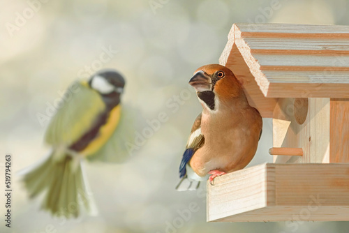 Fotografiet Hawfinch in the bird feeder