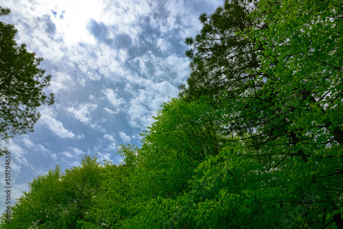 Lush forest with cloudy sky. Sustainability or carbon net zero concept