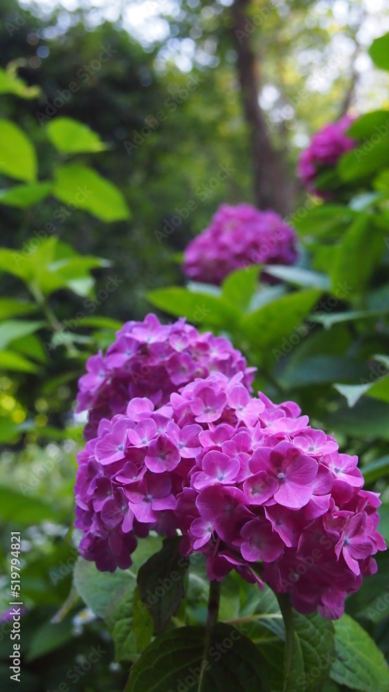 Obraz premium flower