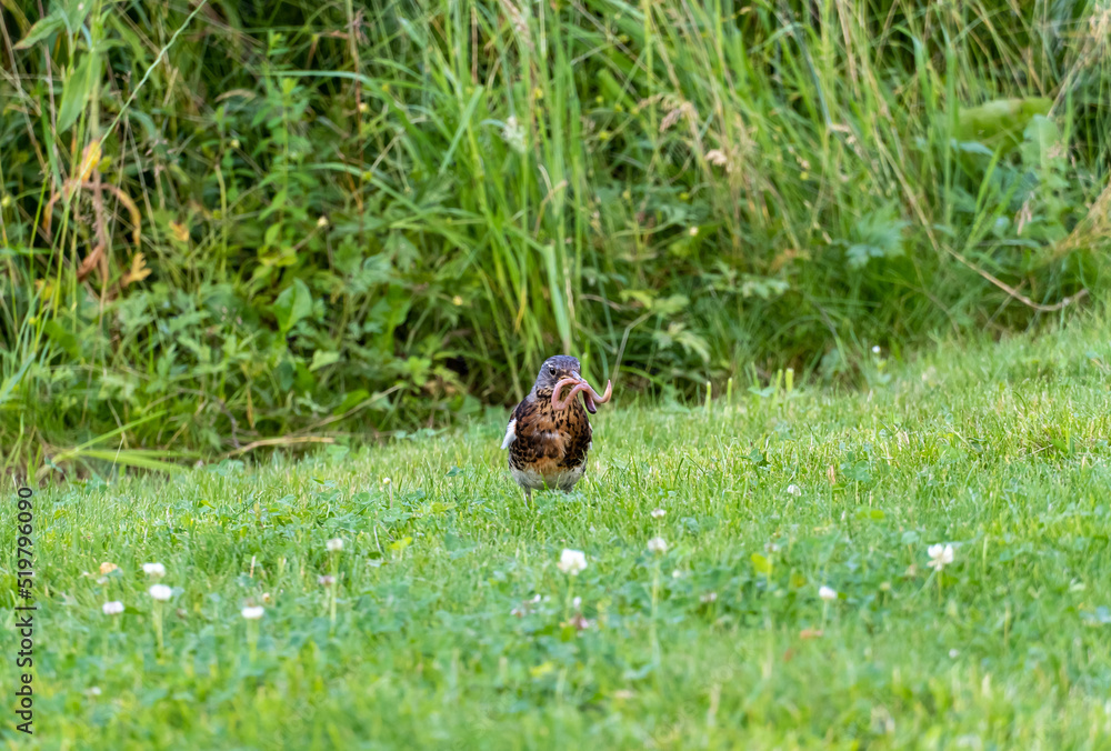 Obraz premium Young blackbird with a worm in its beak. Bird on a green meadow. 