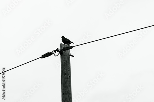 Blackbird sits on a power pole. 