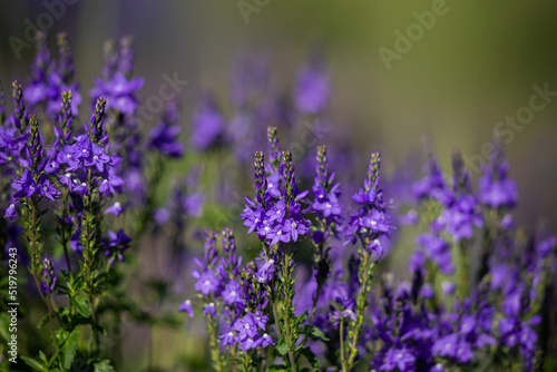 Beautiful blue floral background.