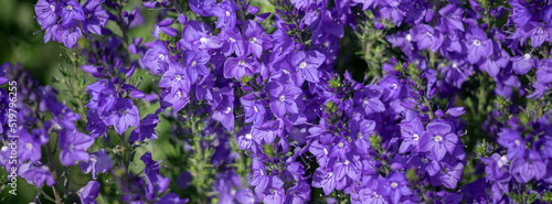 Beautiful blue floral background.