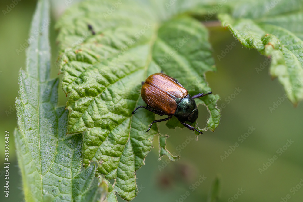 Garden chafer close-up on a leaf. Phyllopertha horticola. Garden chafer close-up on a leaf. Phyllopertha horticola.