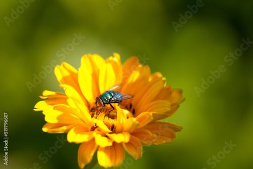 Green fly on a yellow flower  Lucilia sericata. Insect close-up. 