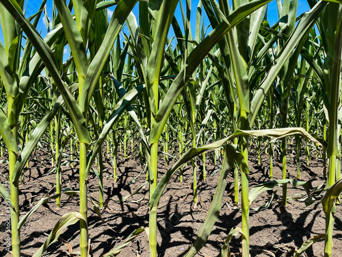 Corn field photo