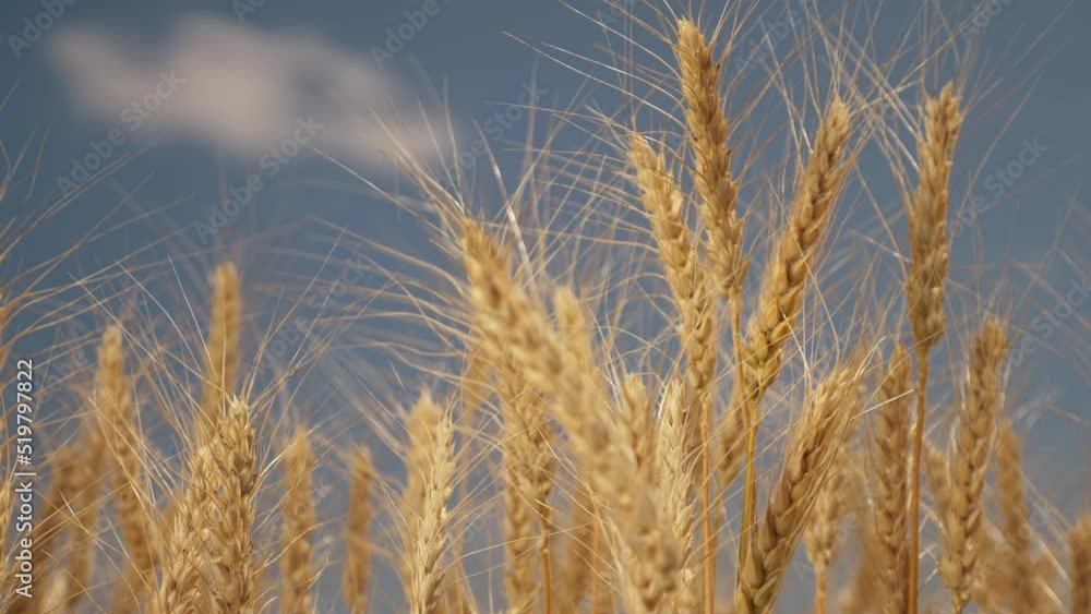 Agriculture. Golden ears of wheat sway in the light wind. Wheat in the field swaying in the wind close-up. Wheat ears on a background of blue sky. Wheat harvest in agriculture Agriculture. Golden ears of wheat sway in the light wind. Wheat in the field swaying in the wind close-up. Wheat ears on a background of blue sky. Wheat harvest in agriculture