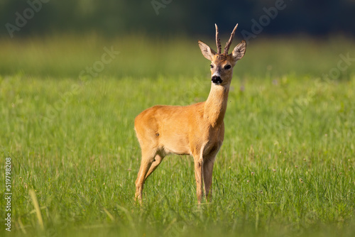 Roe deer, capreolus capreolus, looking on grassland in summertime nature. Antlered mammal standing on green field in summer. Roebuck watching on pasture.