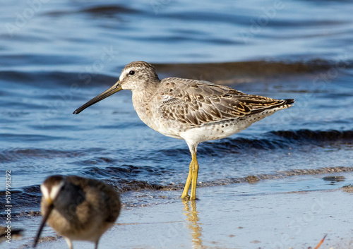 A short-billed dowitcher stands at the water's edge on a beach 