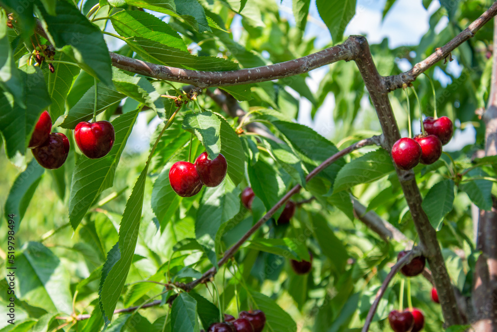 Cherry fruits on tree branches.	