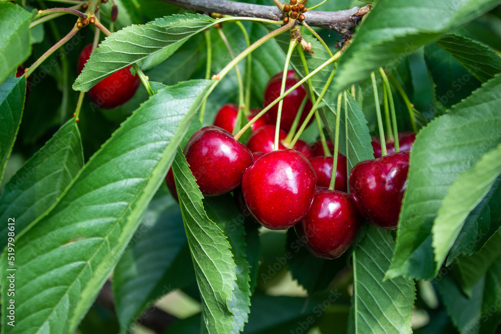 Obraz premium Cherry fruits on tree branches. 
