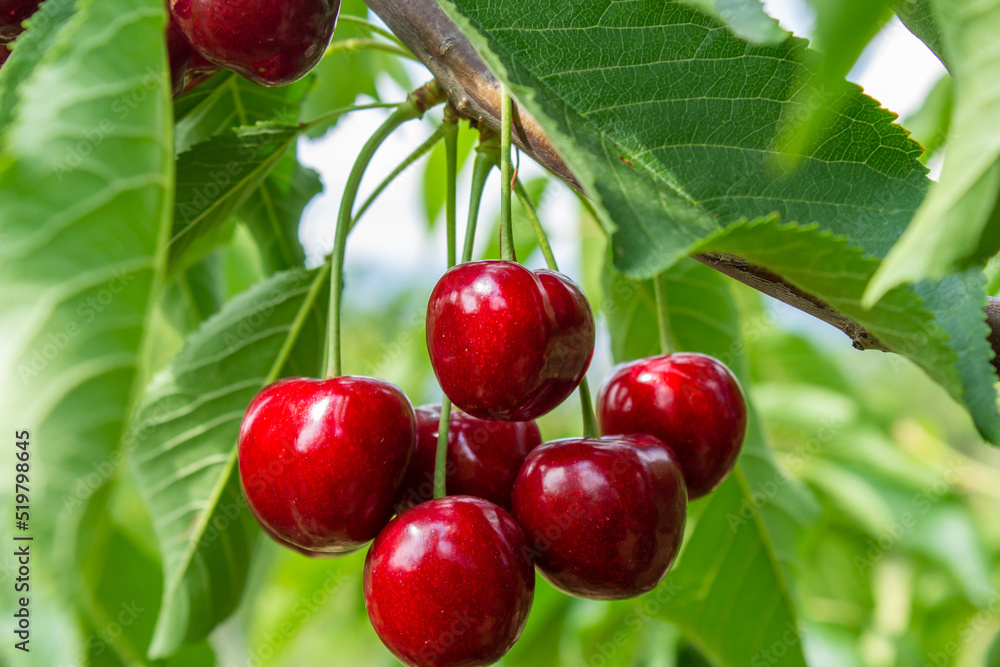 Obraz premium Cherry fruits on tree branches. 