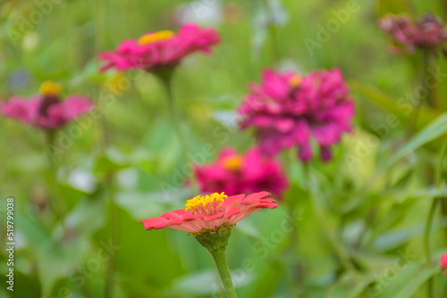pink zinnia flowers blooming in garden Thailand and soft blur.