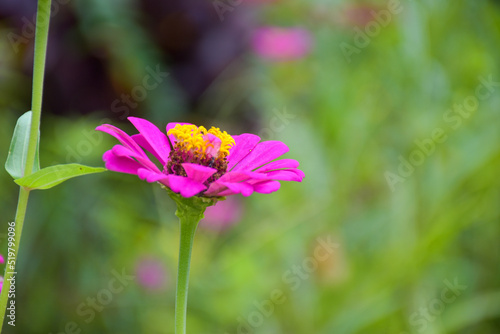  pink zinnia flowers blooming in garden Thailand and soft blur