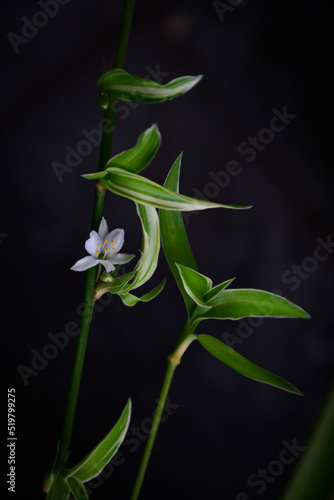 Wallpaper Mural lily of the valley Torontodigital.ca