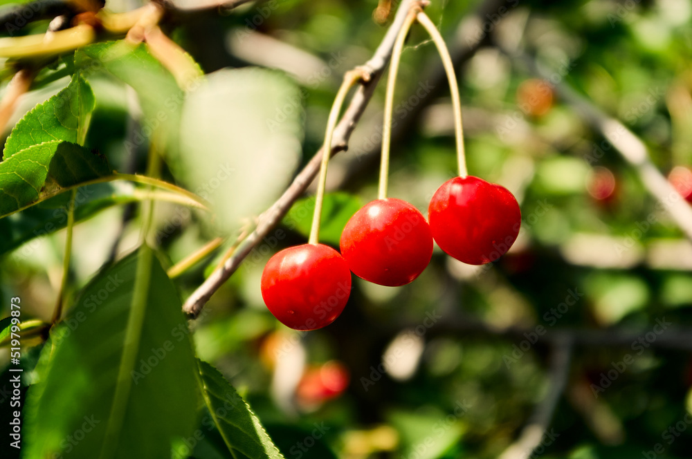 A ripe cherry is hanging on a bush, three red berries among green foliage, fresh natural vitamins, a gift of nature to man A ripe cherry is hanging on a bush, three red berries among green foliage, fresh natural vitamins, a gift of nature to man