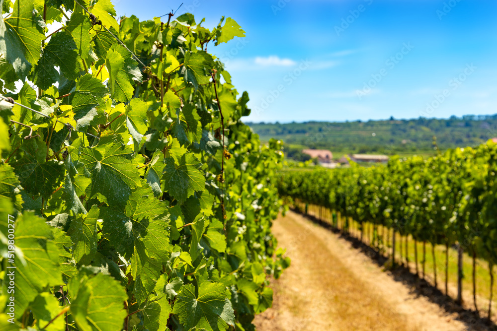Vineyards in Wachau valley. Lower Austria.