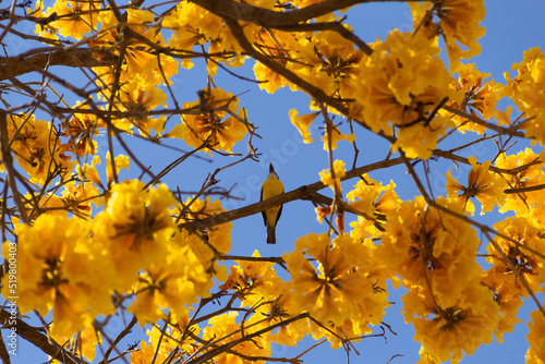 Um pássaro (Pitangus sulphuratus) empoleirado em um galho de ipê amarelo florido (Handroanthus albus). photo