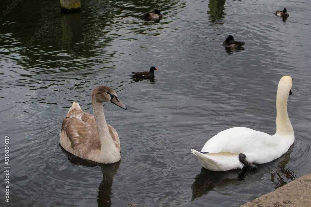 Fototapeta premium family of swans