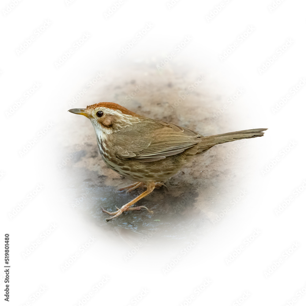 Fototapeta premium Puff-throated Babbler perching on ground looking into a distance