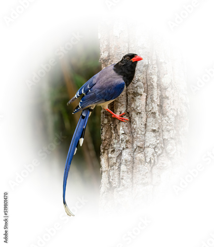Red-billed Blue Magpie perching on tree trunk looking into a distance
