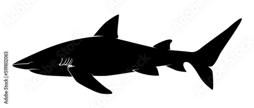 shark silhouette isolated on white