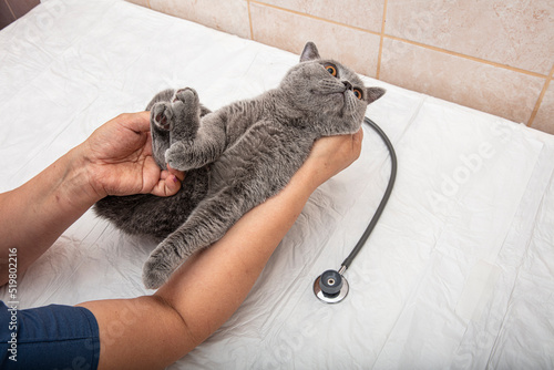 Veterinarian at vet clinic listens to tabby cute kitten with stethoscope. Sad british shorthair cat on vet table. Medicine, pet, animals concept. photo