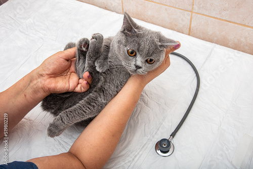 Veterinarian at vet clinic listens to tabby cute kitten with stethoscope. Sad british shorthair cat on vet table. Medicine, pet, animals concept. photo