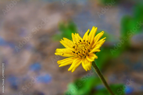 yellow flower