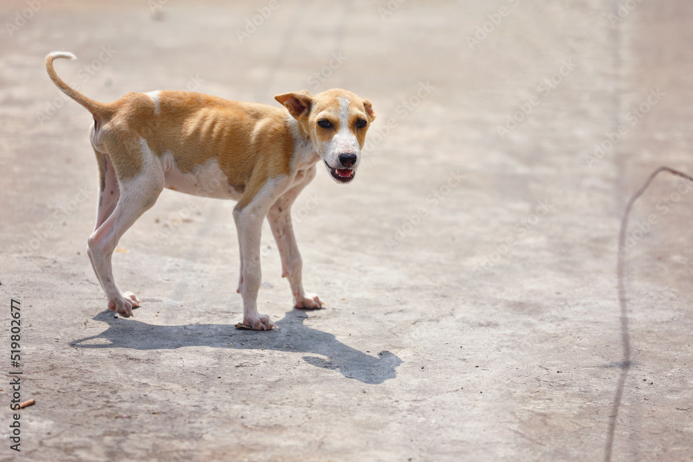 Portrait of Indian street dog posing to camera
