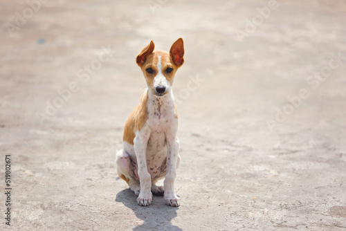 Wall Mural Portrait of Indian street dog posing to camera