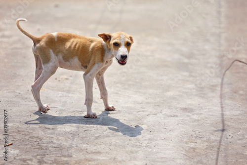 Portrait of Indian street dog posing to camera 