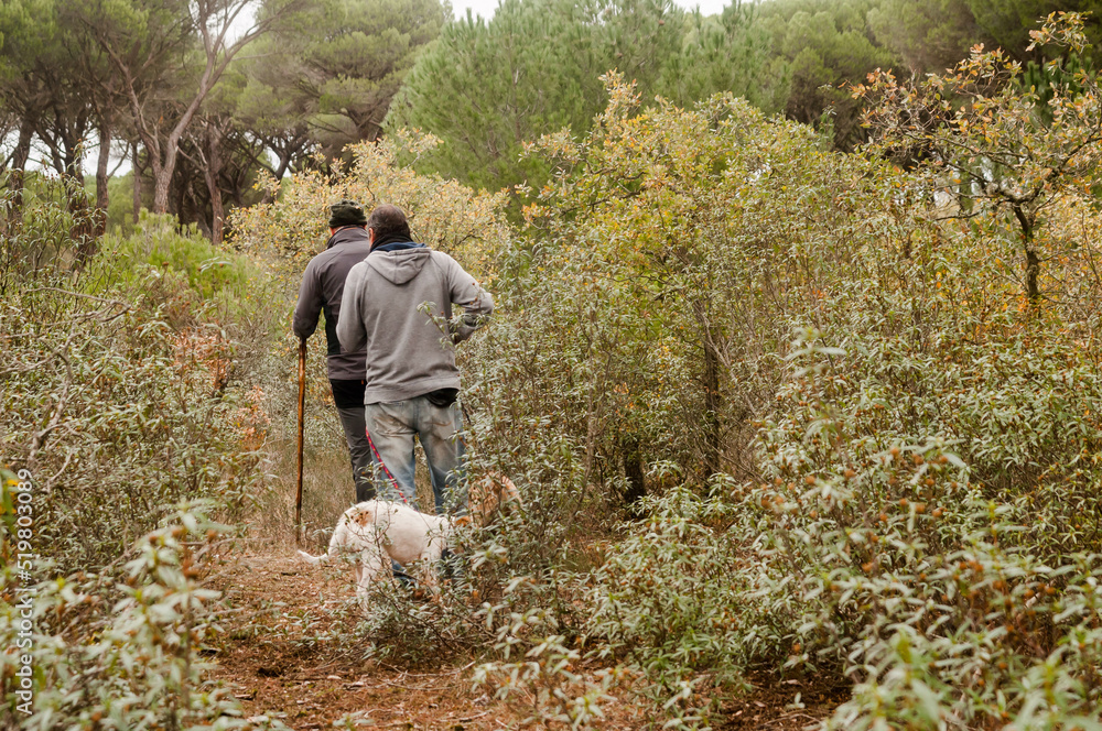 Two men with their pets walk through bushes in a pine forest on a foggy autumn day.