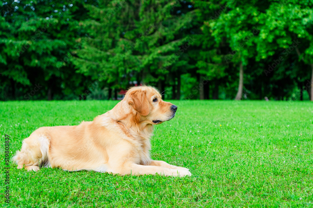 Beautiful Dog Golden Retriever lying down on garden park in sunlight green nature. Park garden with pet.