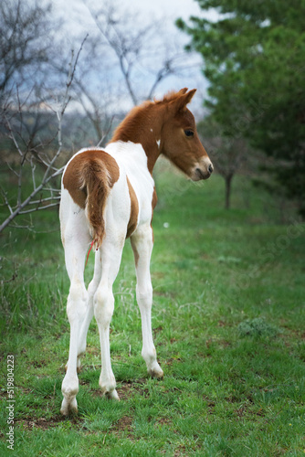 A small piebald pony foal grazes on a grassy forest lawn 