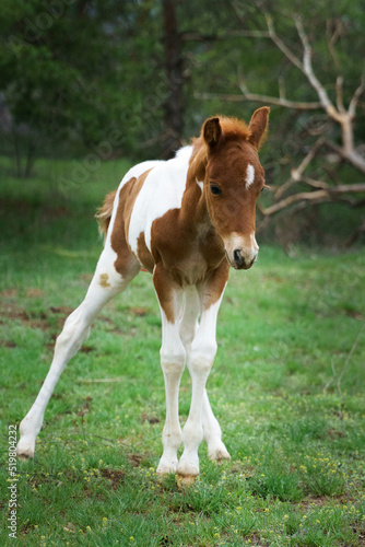 A small piebald pony foal grazes on a grassy forest lawn 