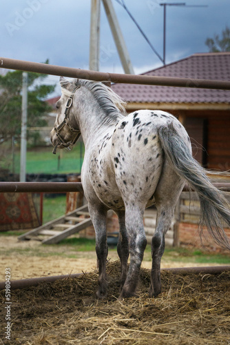Appaloosa pony stands in a levada and looks into the distance, turning away from the camera
