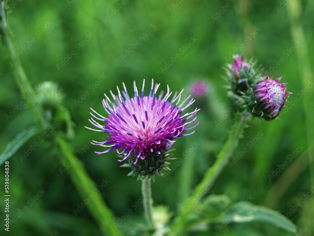 Curled thistle (carduus crispus) flowering plant in the meadow Curled thistle (carduus crispus) flowering plant in the meadow