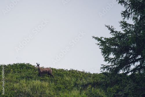 chamois buck, rupicapra rupicapra, on the mountains at the  morning in summer