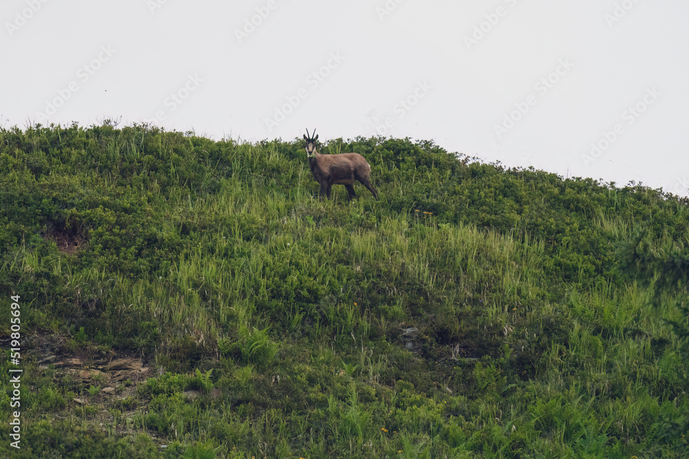 chamois buck, rupicapra rupicapra, on the mountains at the morning in summer chamois buck, rupicapra rupicapra, on the mountains at the morning in summer