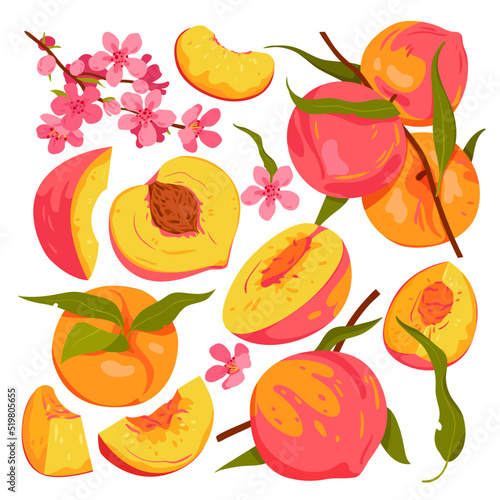Set of peaches fruits. Ripe peaches on branch with leaves, half and sliced peach, blooming spring peach tree, sweet natural dessert, fruit with seed vector illustration