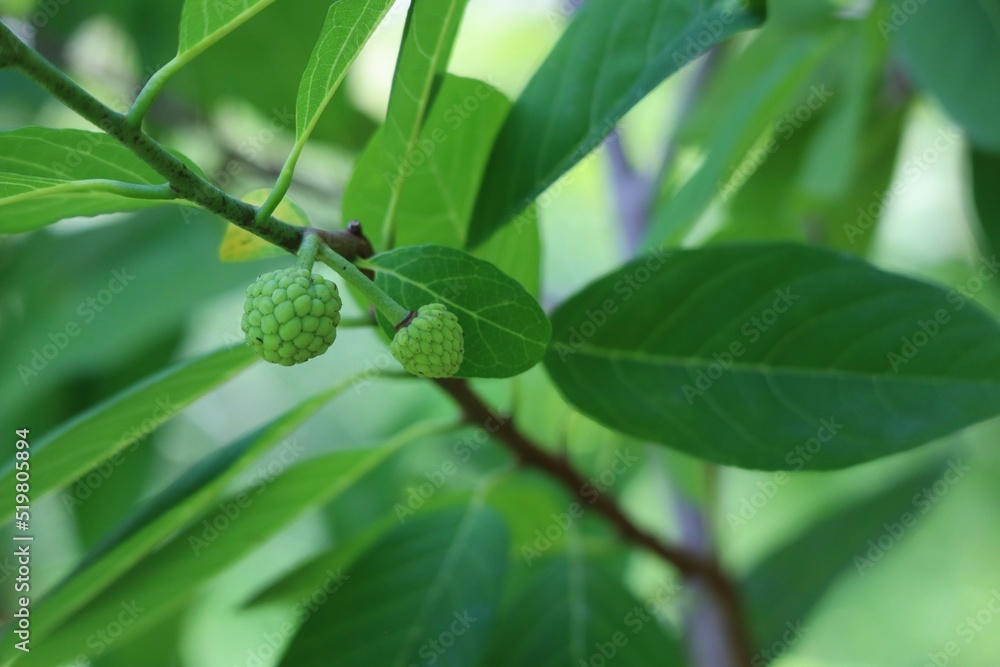 walnuts on tree walnuts on tree