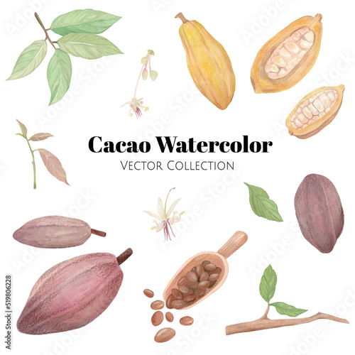 Cacao tree watercolor vector collection