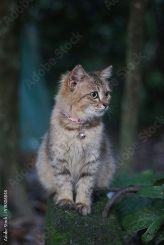 lynx in the forest © syuraiah