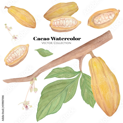 Cacao tree watercolor vector