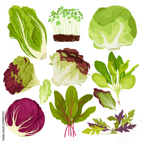 Salad leafy vegetables set vector illustration. Cartoon isolated batavia, romaine and iceberg lettuce, cabbage with white and red leaf, chard and green spinach, watercress leaves and radicchio
