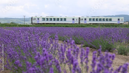Hokkaido, Furano, Lavender Field and JR Furano Line trains