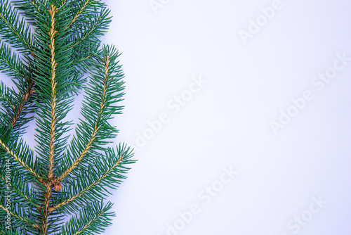 Christmas background with space for text. Spruce twigs on white background.