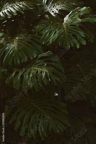 Huge leaves of Monstera Deliciosa plant