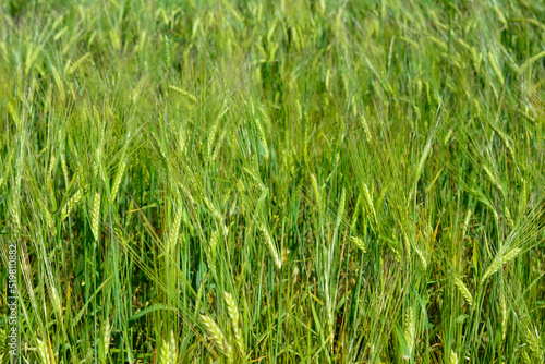 green ears of wheat in the agricultural field, close-up